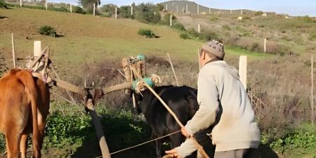 تأخر الدعم والإعانات عن فلاحي بولمان يصل لقبة البرلمان