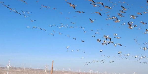 فيها حاجة حلوة.. رحلات الطيور المهاجرة تزين شواطئ البحر الأحمر - في المدرج