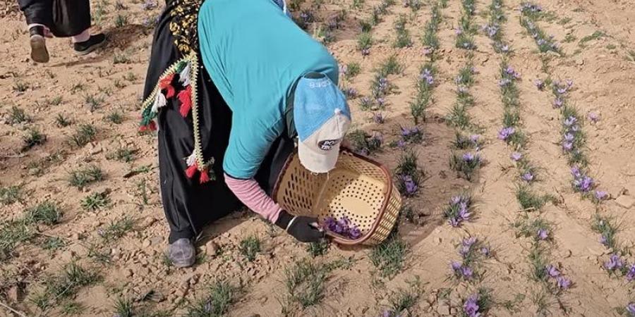 جني الزعفران في تاليوين