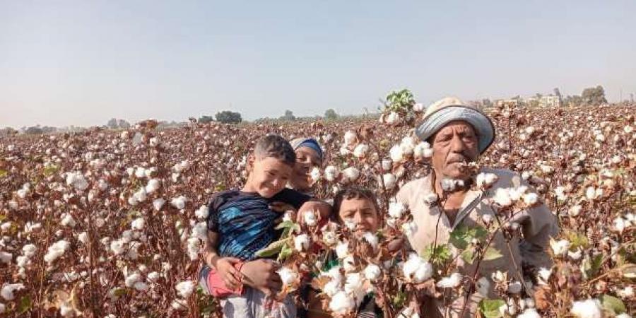 قبل ساعات من مزاد القطن اليوم.. 8 محافظات تشارك بأكثر من 203 آلاف قنطار