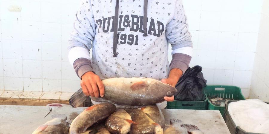 بحيرة البردويل كنز الثروة السمكية على ساحل البحر المتوسط - في المدرج