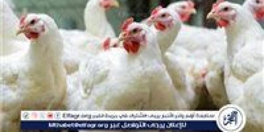 أسعار الدواجن اليوم الاثنين 11-11-2024 في الدقهلية