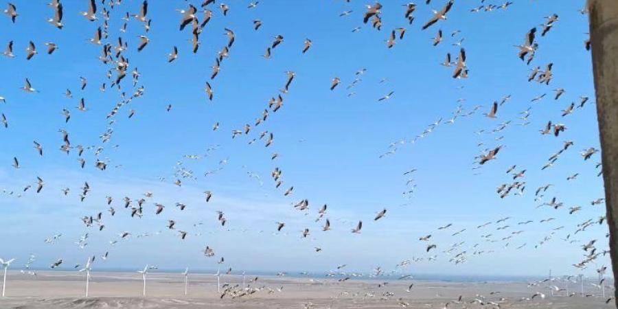 فيها حاجة حلوة.. رحلات الطيور المهاجرة تزين شواطئ البحر الأحمر - في المدرج