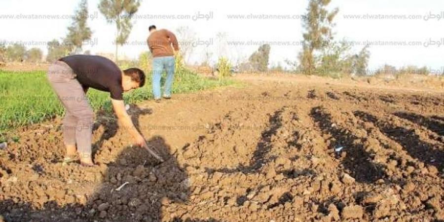 بدء موسم زراعة البطاطس الأسبونته في الدقهلية.. محصول وفير بجودة عالمية