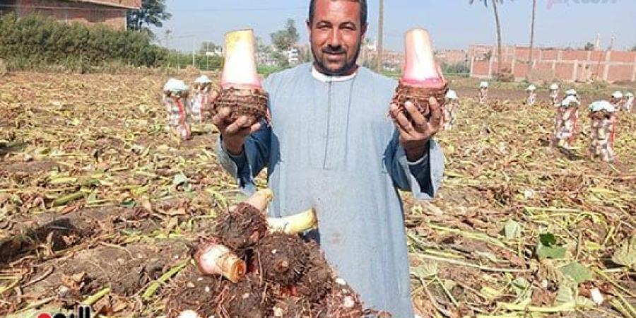 أفراح الغيطان.. انطلاق موسم حصاد القلقاس بالشرقية - في المدرج