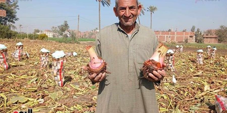 أفراح الغيطان.. انطلاق موسم حصاد القلقاس بالشرقية - في المدرج