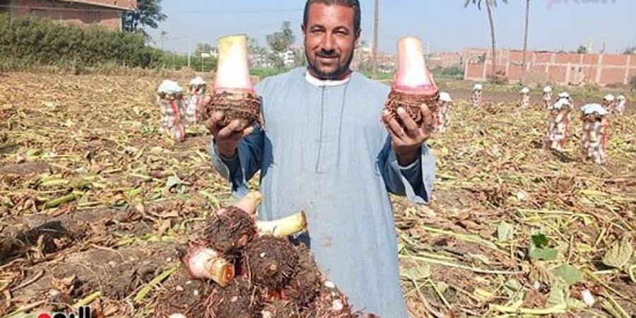 أفراح الغيطان.. انطلاق موسم حصاد القلقاس بالشرقية - في المدرج