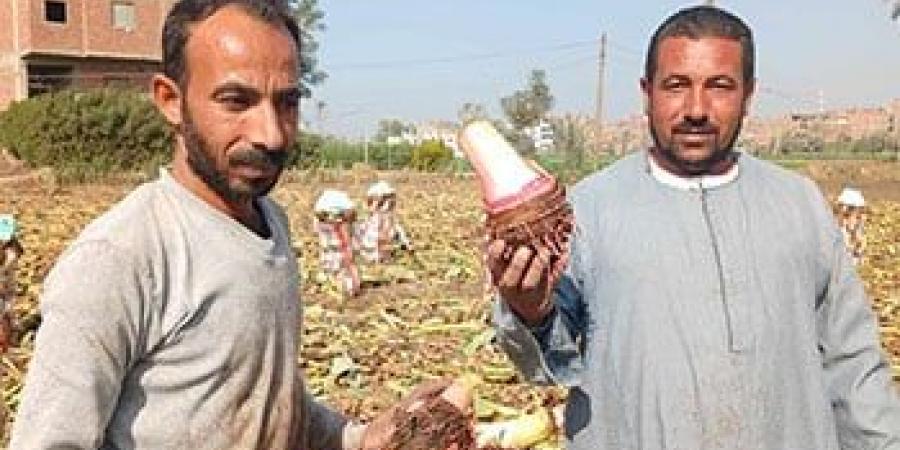 أفراح الغيطان.. انطلاق موسم حصاد القلقاس بالشرقية - في المدرج