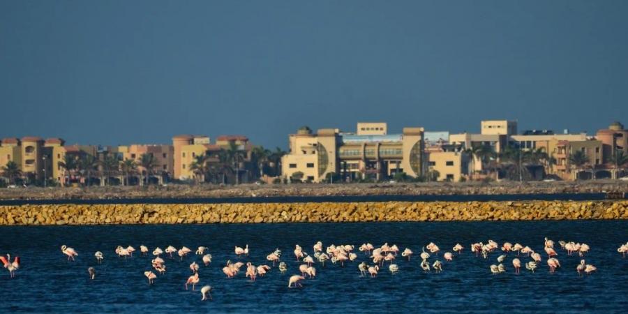 هجرة الطيور بمحمية أشتوم الجميل غرب بورسعيد..ومصر تشهد مرور أكثر من 500 نوع - في المدرج