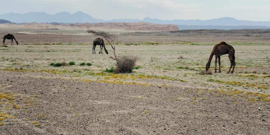 إقبال على رحلات السفارى الجبلى بالبحر الأحمر بعد انخفاض درجات الحرارة - في المدرج