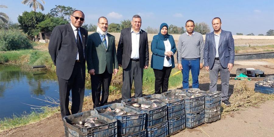 انطلاق موسم حصاد السمك البلطي بالمزارع السمكية المفتوحة بكلية الزراعة بمشتهر