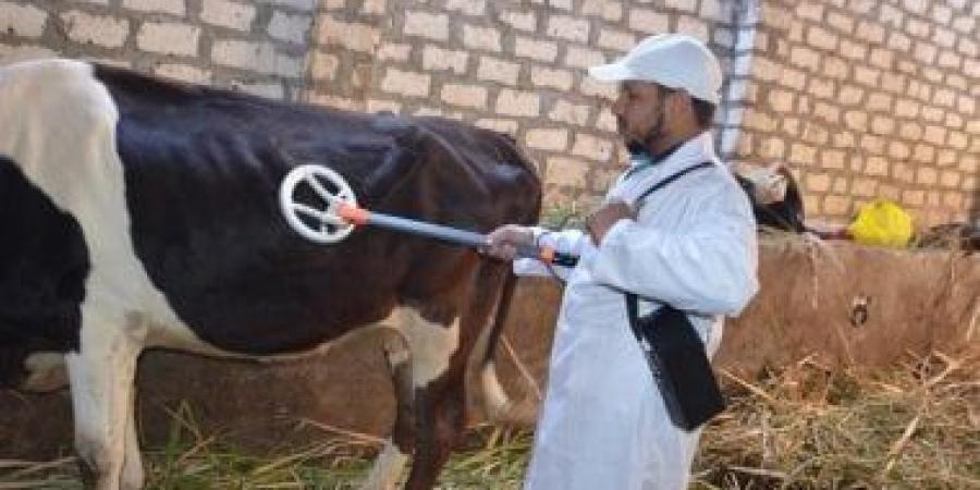 عدوى البروسيلا.. كيف تنتقل وما طرق الوقاية؟ - في المدرج