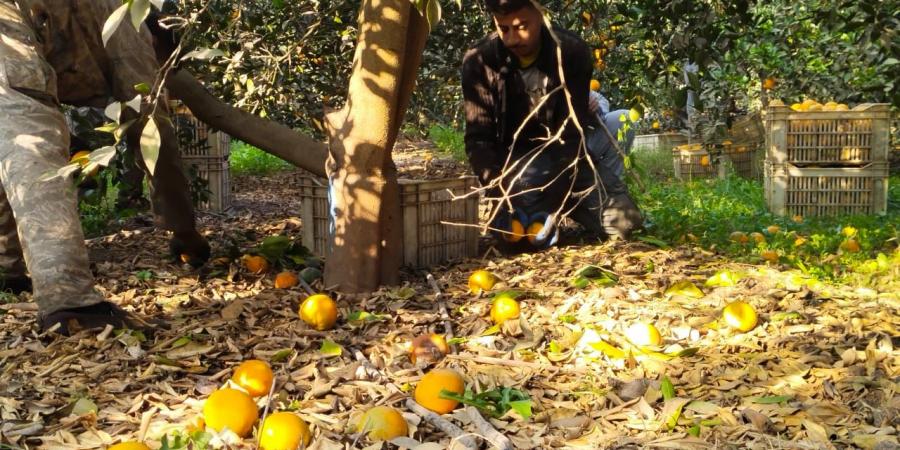 "الثمرة الذهبية".. فرحة كبيرة بمزارع القليوبية لانطلاق موسم حصاد البرتقال - في المدرج