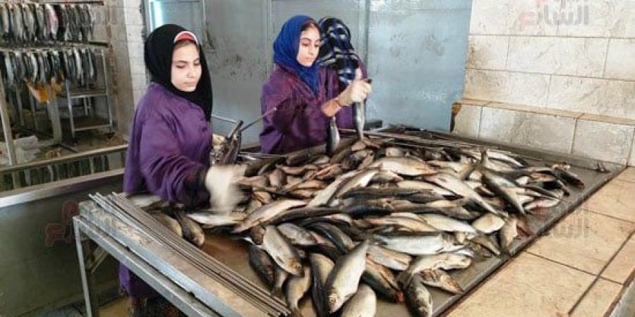 صناعة الرنجة فى الغربية من البداية للنهاية.. 4 مراحل و12 ساعة فى الدخان - في المدرج