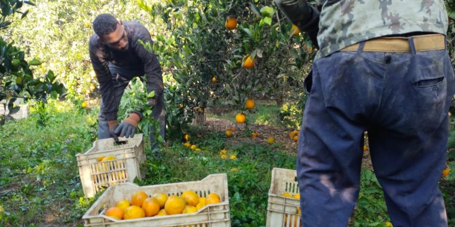 "الثمرة الذهبية".. فرحة كبيرة بمزارع القليوبية لانطلاق موسم حصاد البرتقال - في المدرج