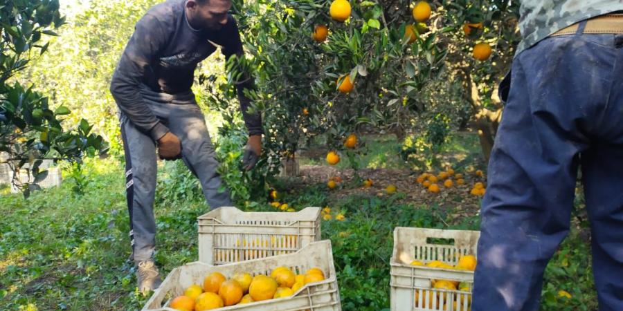 "الثمرة الذهبية".. فرحة كبيرة بمزارع القليوبية لانطلاق موسم حصاد البرتقال - في المدرج