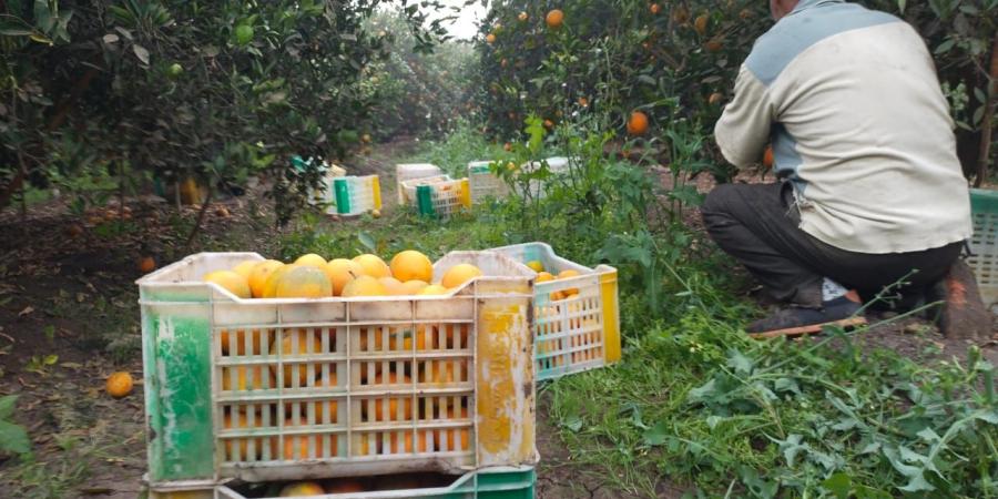 "ياللى زرعتوا البرتقال يلا اجمعـوه آن الأوان".. انطلاق موسم حصاد البرتقال فى القليوبية - في المدرج